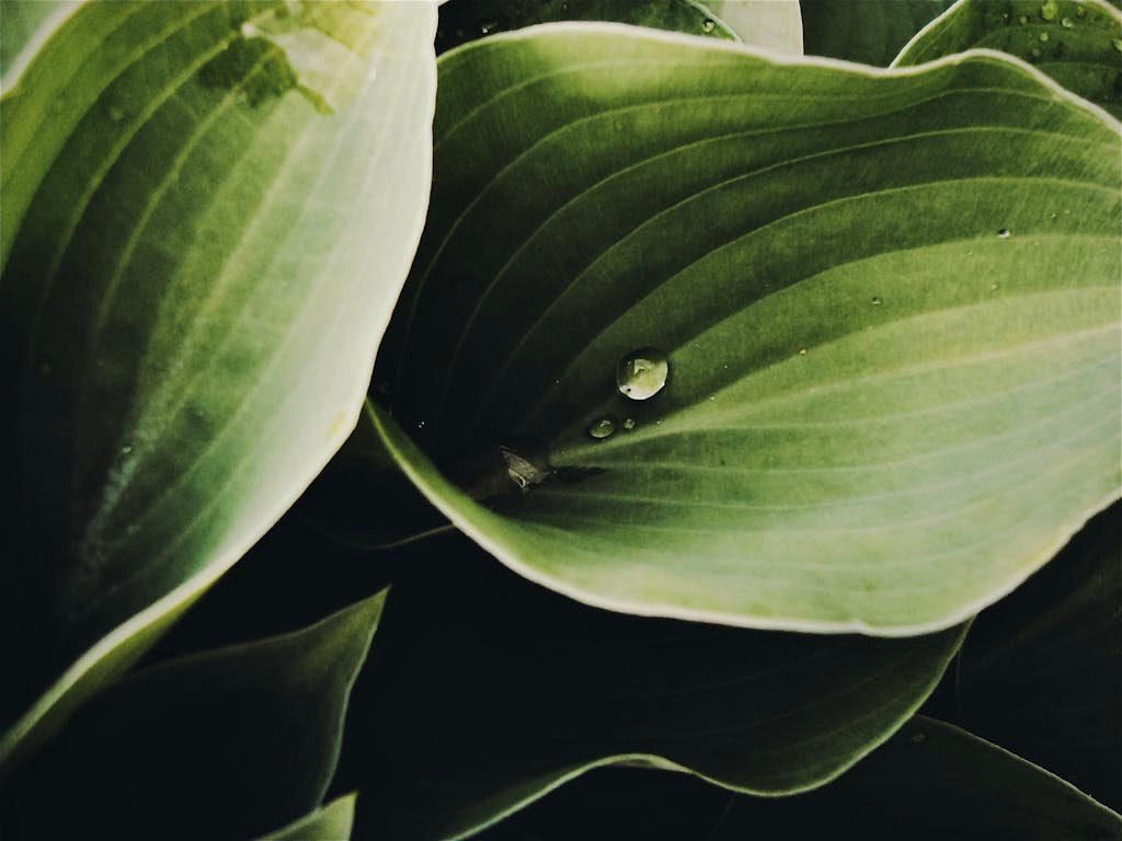 A detailed close-up of fresh green leaves with dewdrops, showcasing natural patterns and texture.
