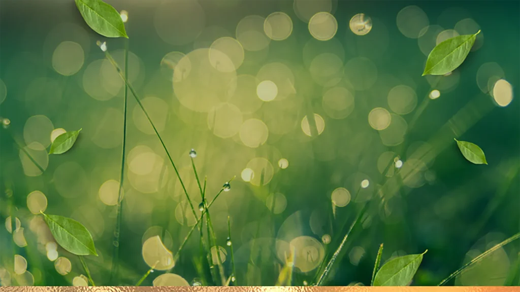 Conseils en naturopathie pour le bien-être et la relaxation avec Réflexologie Premium